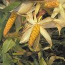 Zea Mays photo Zea Mays photo